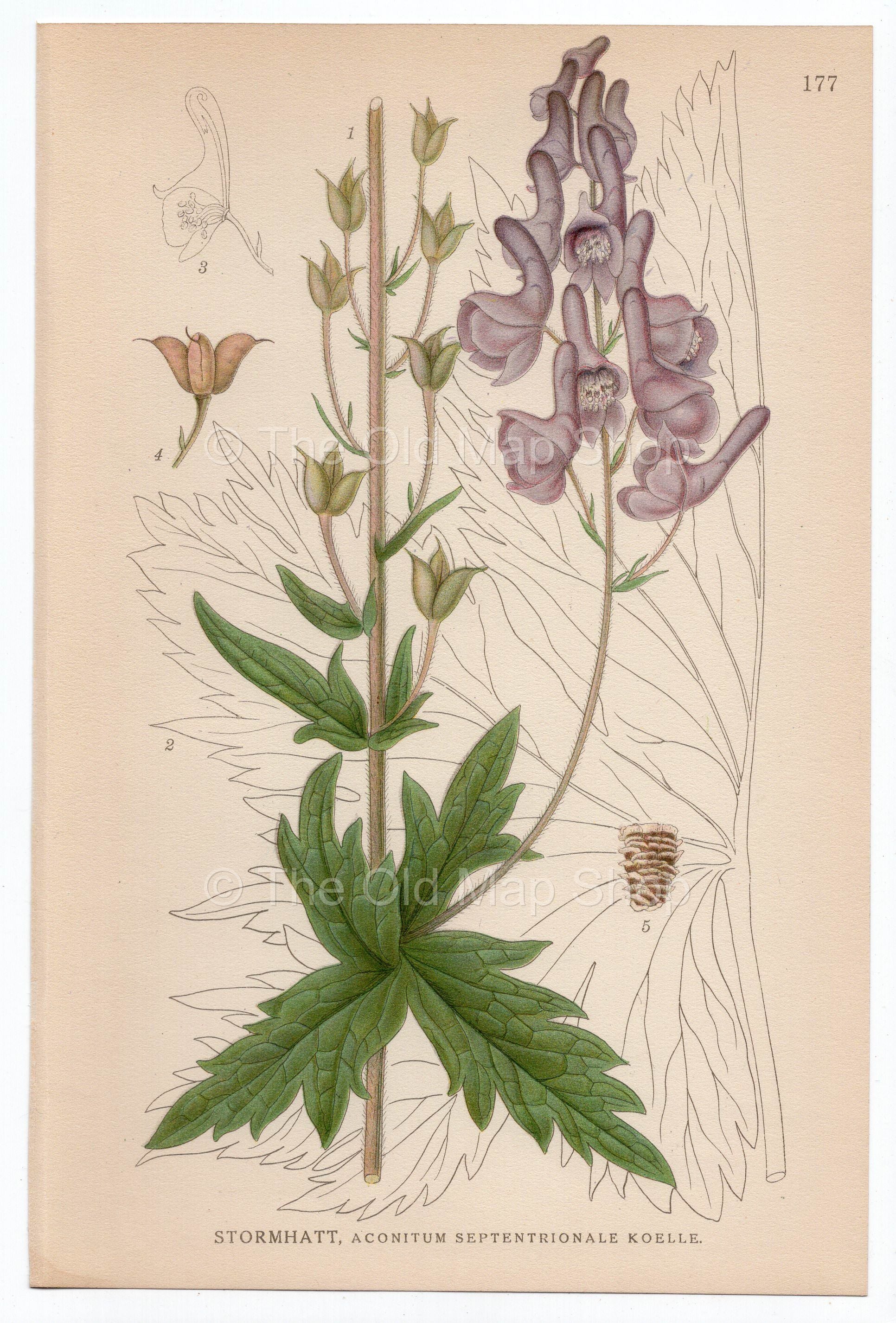 1926 Northern wolf's-bane (Aconitum septentrionale koelle) Lindman antique botanical print, plate 177