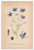 1926 Consolida Regalis, Forking Larkspur (Delphinium Consolida) Lindman antique botanical print, plate 178