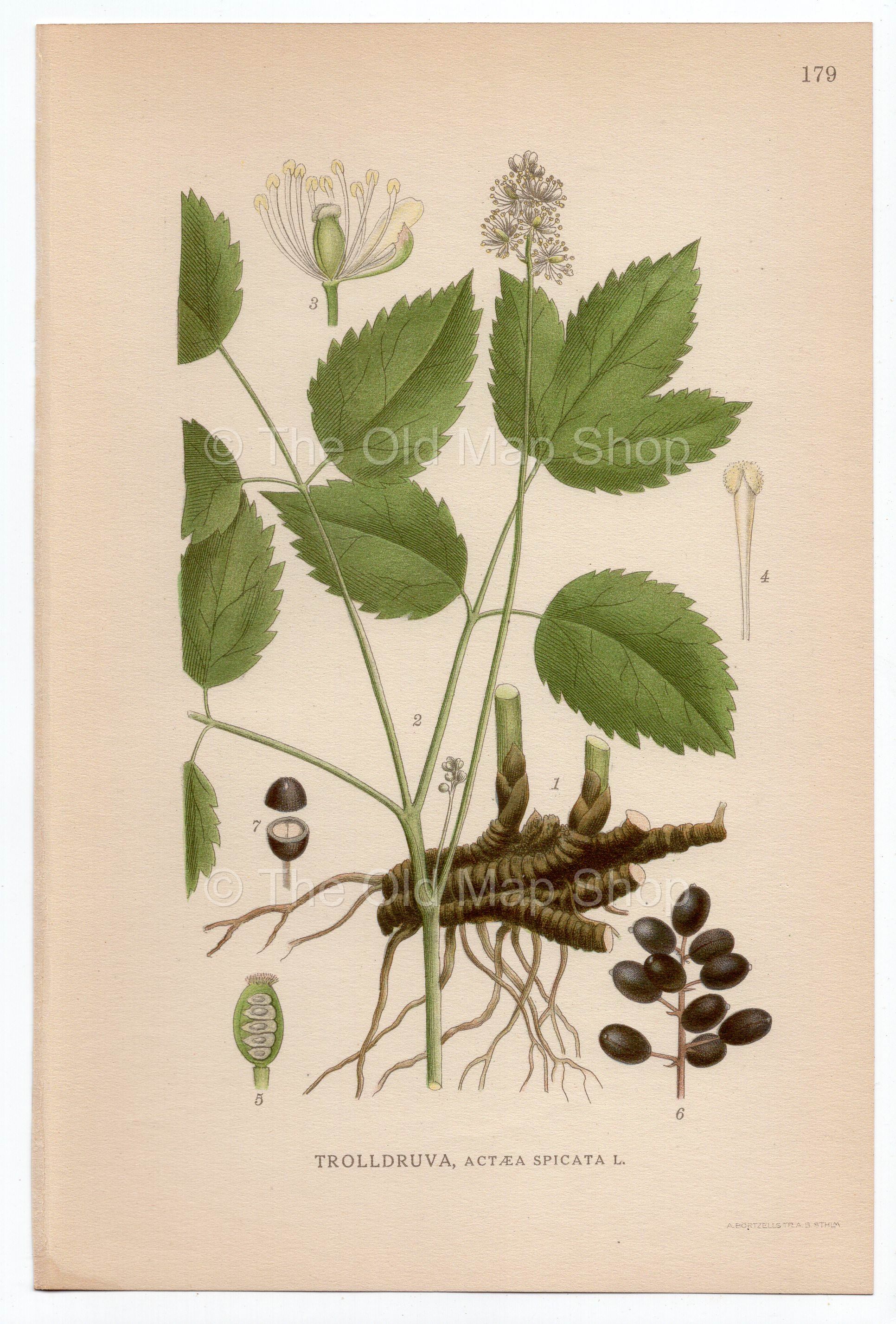 1926 Baneberry, Herb Christopher (Actaea spicata) Lindman antique botanical print, plate 179