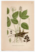 1926 Baneberry, Herb Christopher (Actaea spicata) Lindman antique botanical print, plate 179
