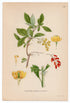 1926 Common Barberry, European Barberry (Berberis Vulgaris) Lindman antique botanical print, plate 180