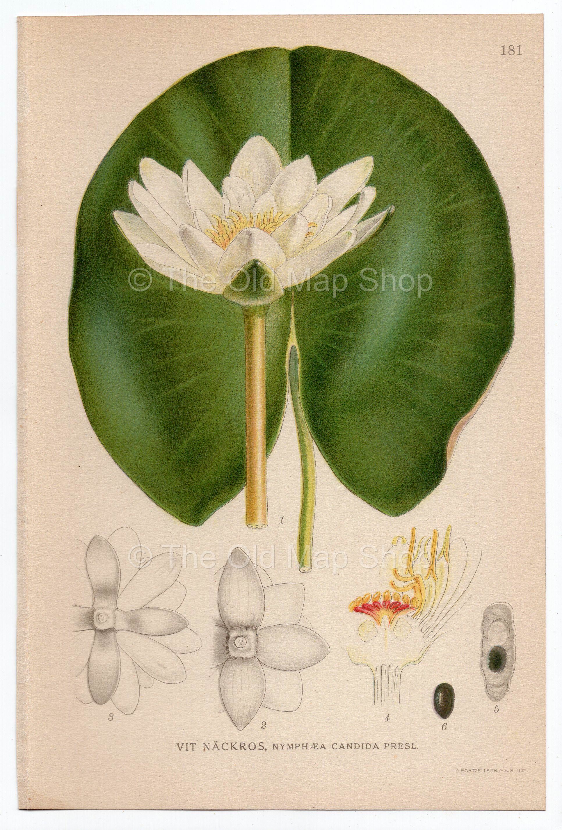 1926 Dwarf White Water Lily (Nymphaea candida) Lindman antique botanical print, plate 181