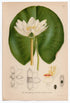 1926 Dwarf White Water Lily (Nymphaea candida) Lindman antique botanical print, plate 181