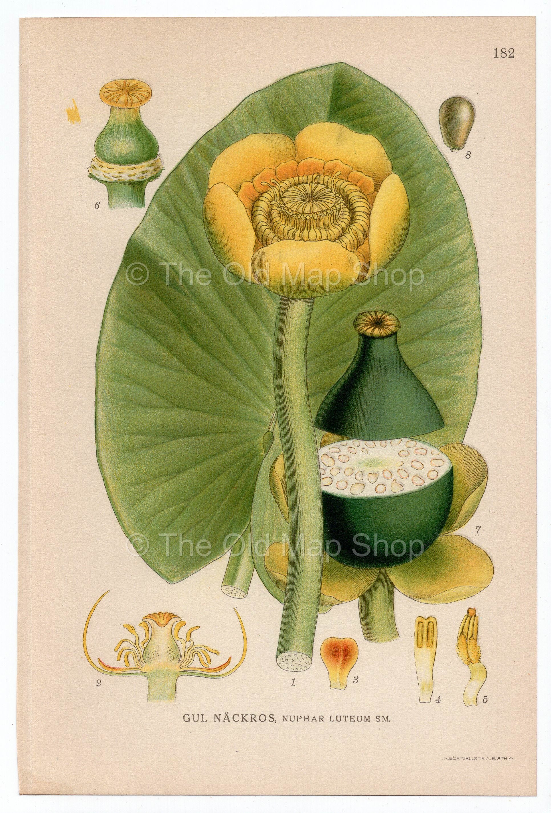 1926 Nuphar Lutea, Yellow Water-lily (Nuphar Luteum) Lindman antique botanical print, plate 182