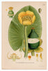 1926 Nuphar Lutea, Yellow Water-lily (Nuphar Luteum) Lindman antique botanical print, plate 182