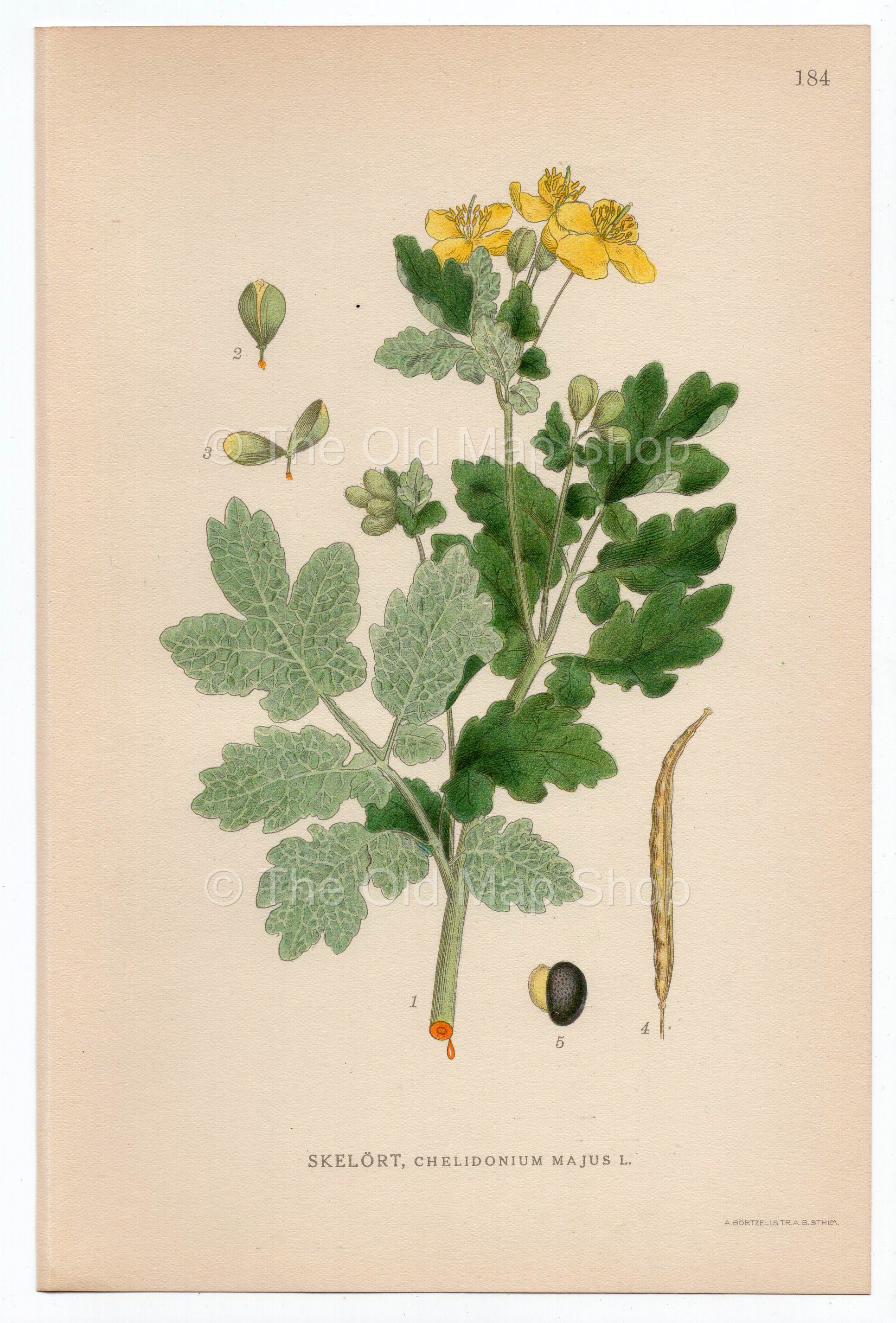 1926 Greater Celandine (Chelidonium majus) Lindman antique botanical print, plate 184