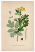 1926 Greater Celandine (Chelidonium majus) Lindman antique botanical print, plate 184