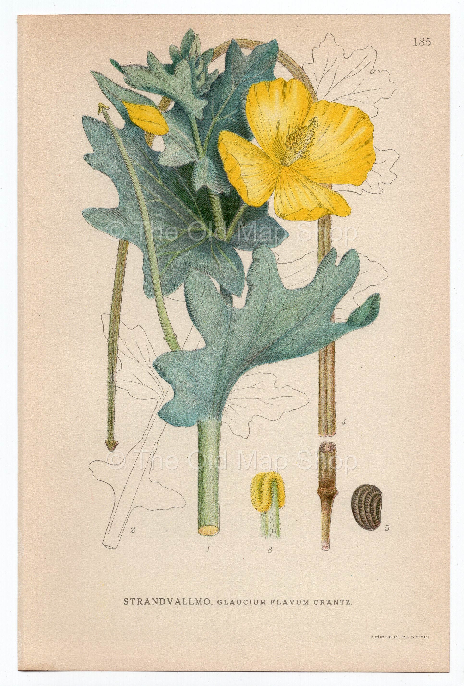 1926 Yellow Hornpoppy, Sea-poppy (Glaucium flavum) Lindman antique botanical print, plate 185