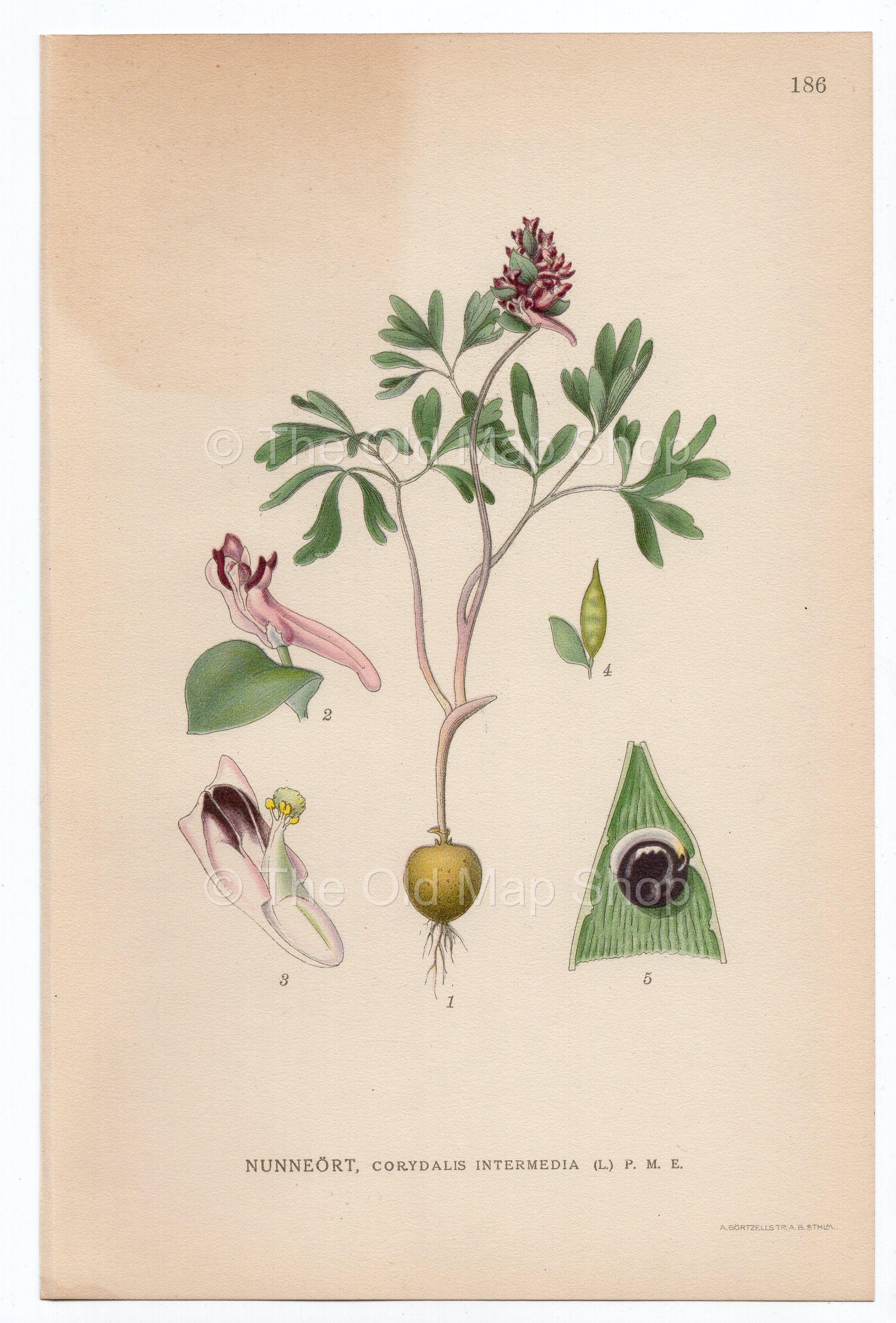 1926 Fumewort (Corydalis intermedia) Lindman antique botanical print, plate 186