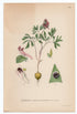 1926 Fumewort (Corydalis intermedia) Lindman antique botanical print, plate 186