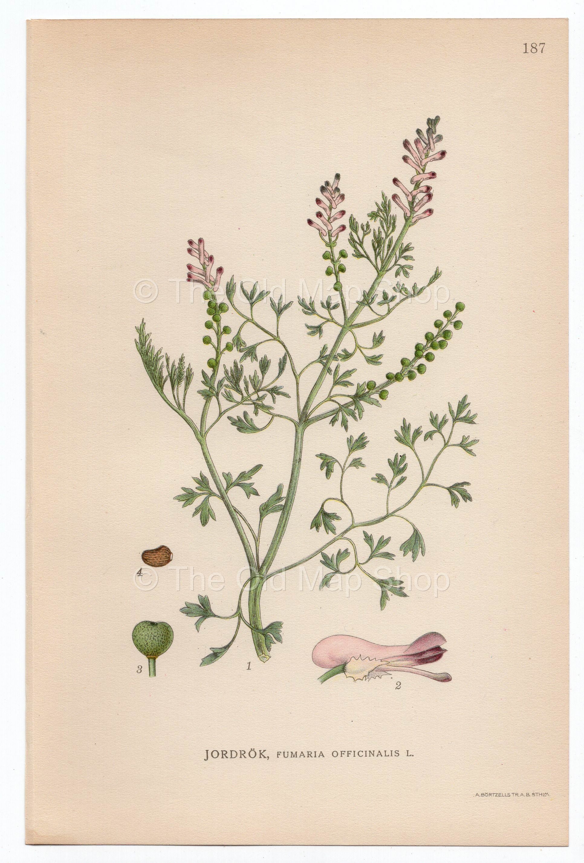 1926 Common Fumitory, Drug Fumitory, Earth Smoke (Fumaria officinalis) Lindman antique botanical print, plate 187
