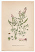 1926 Common Fumitory, Drug Fumitory, Earth Smoke (Fumaria officinalis) Lindman antique botanical print, plate 187