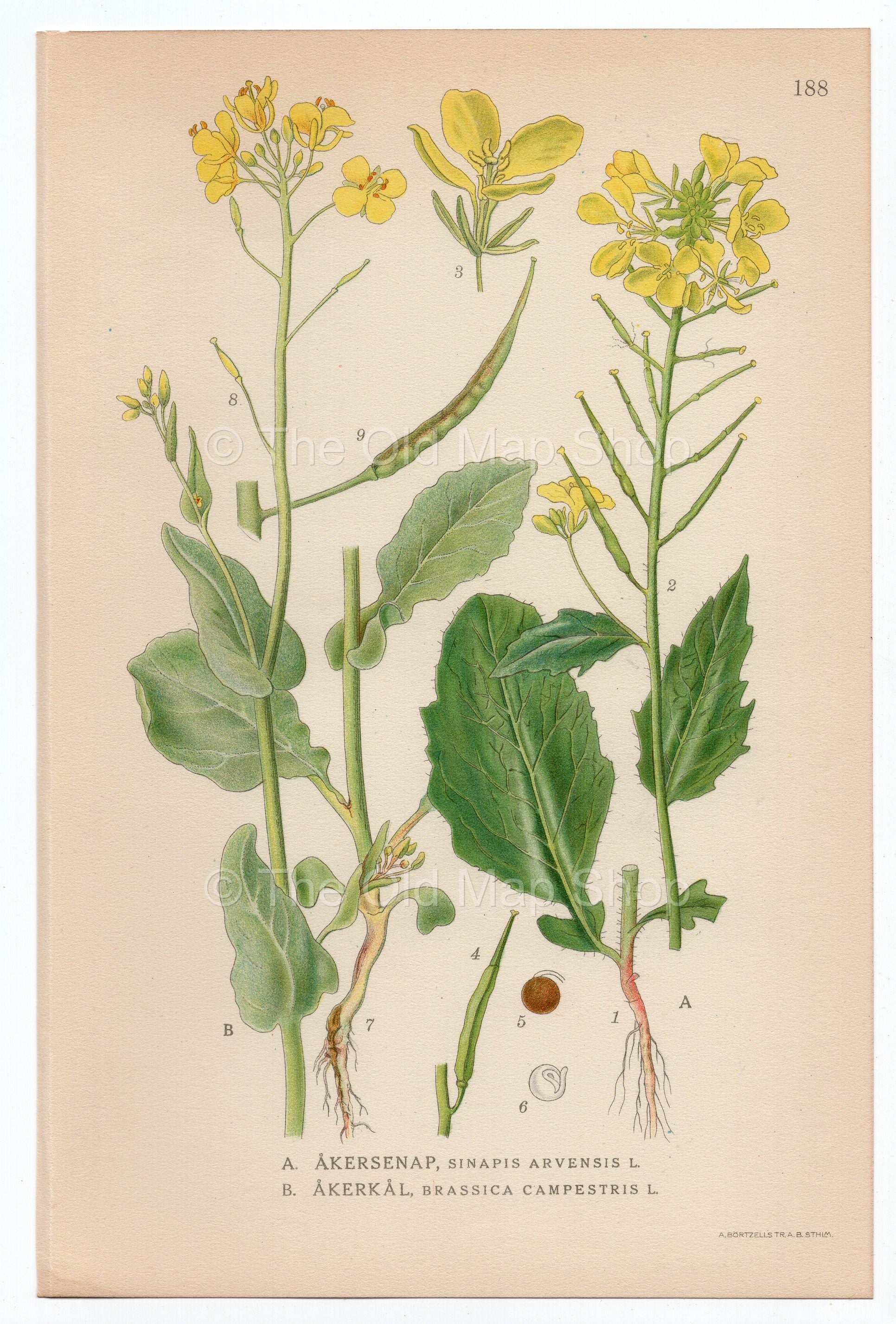 1926 Charlock Mustard, Field Mustard (Sinapis Arvensis, Brassica Campestris) Lindman antique botanical print, plate 188
