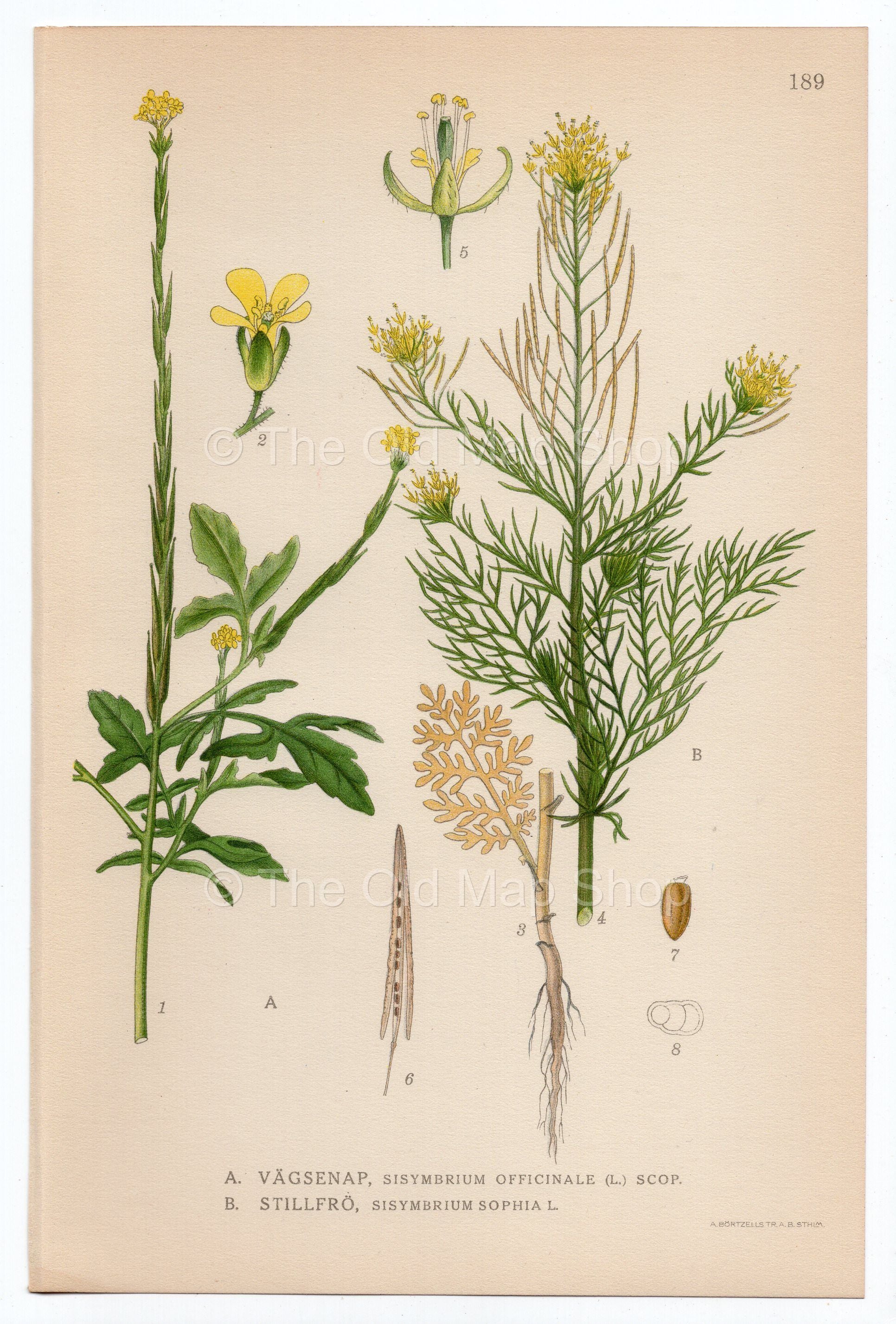 1926 Hedge Mustard, Flixweed, Herb-Sophia (Sisymbrium officinale & sophia) Lindman antique botanical print, plate 189