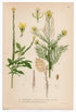 1926 Hedge Mustard, Flixweed, Herb-Sophia (Sisymbrium officinale & sophia) Lindman antique botanical print, plate 189