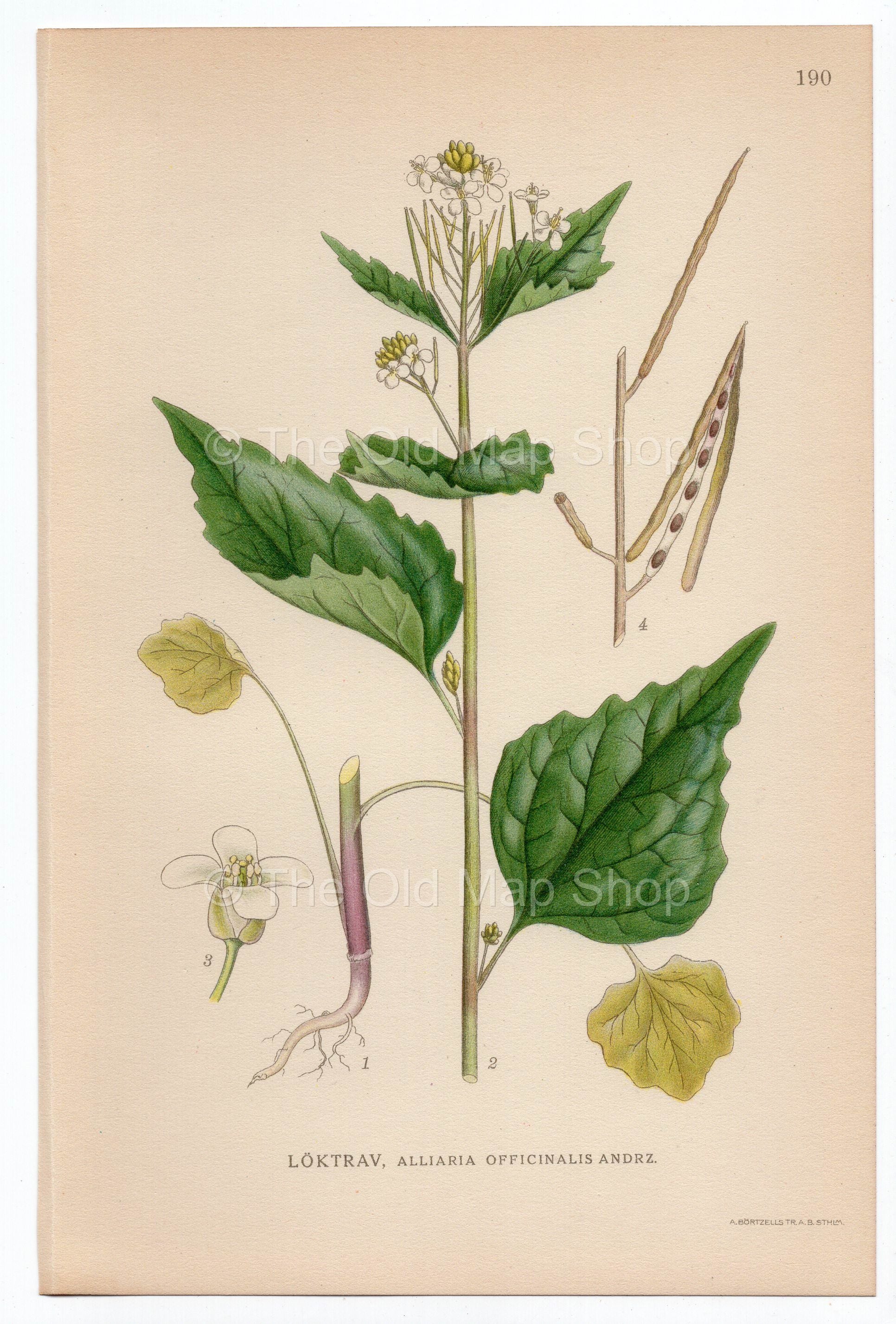 1926 Hedge Garlic, Jack-by-the-hedge (Alliaria officinalis andrz) Lindman antique botanical print, plate 190