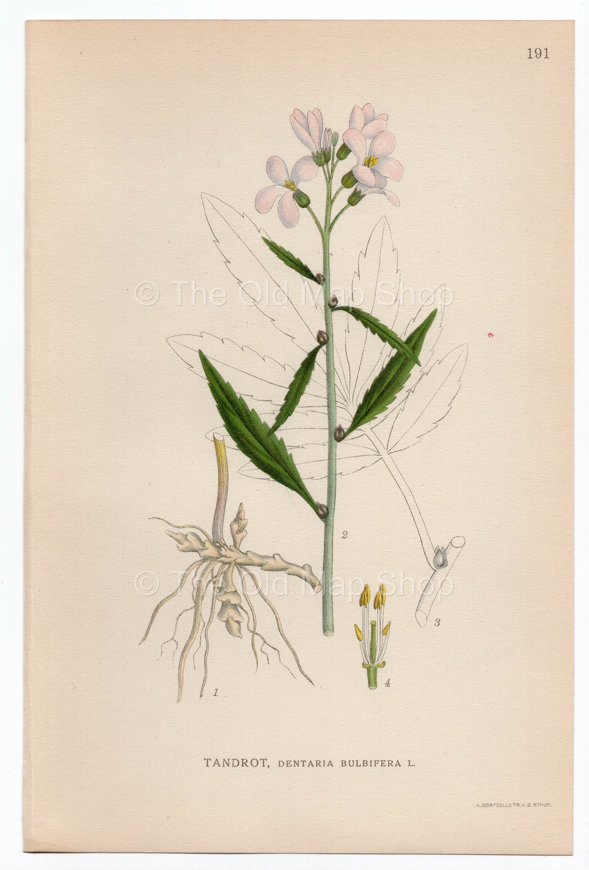 1926 Coralroot Bittercress, Coral-wort (Dentaria bulbifera) Lindman antique botanical print, plate 191