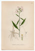 1926 Coralroot Bittercress, Coral-wort (Dentaria bulbifera) Lindman antique botanical print, plate 191
