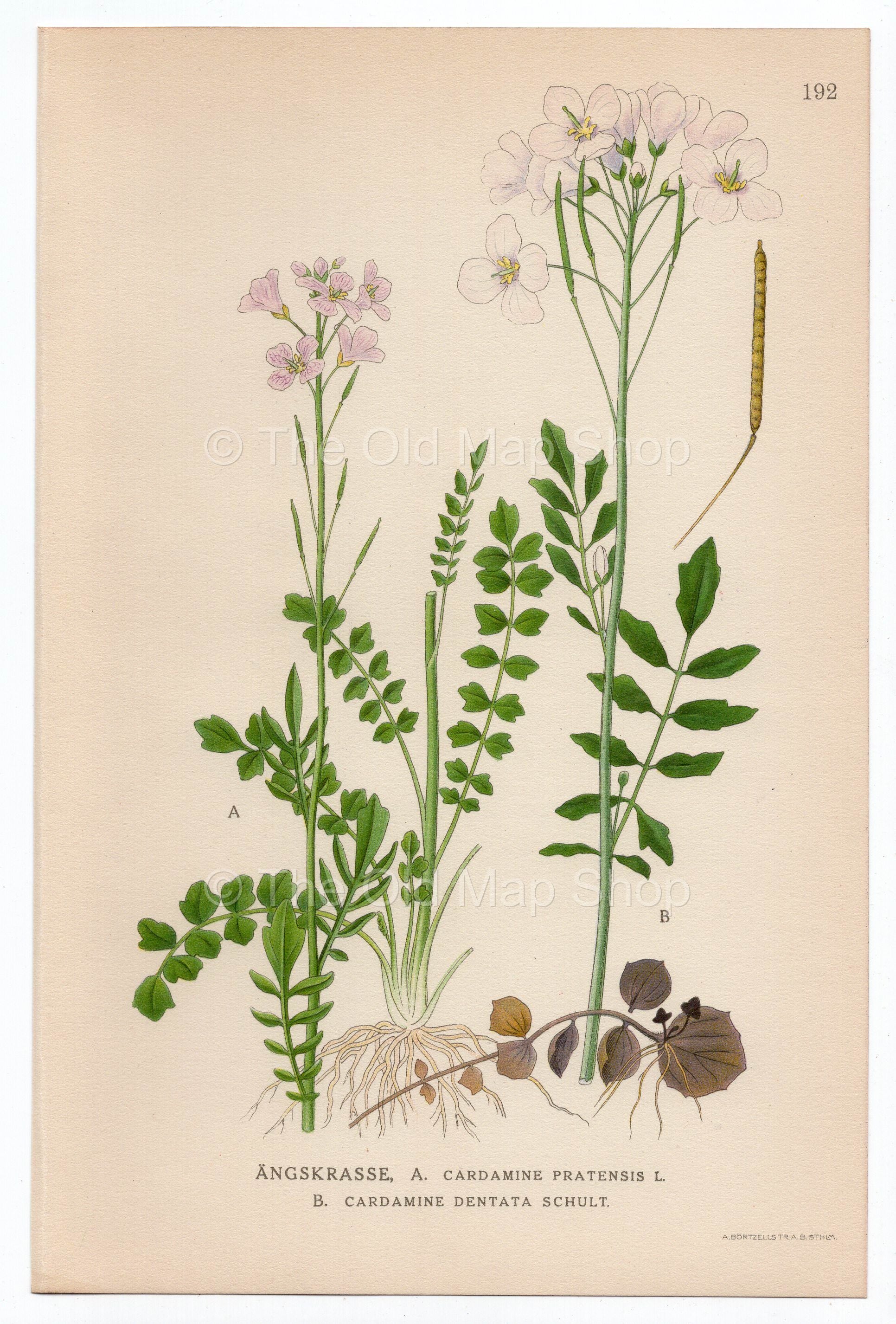 1926 Cuckooflower, Lady's Smock (Cardamine Pratensis, Cardamine Dentata) Lindman antique botanical print, plate 192