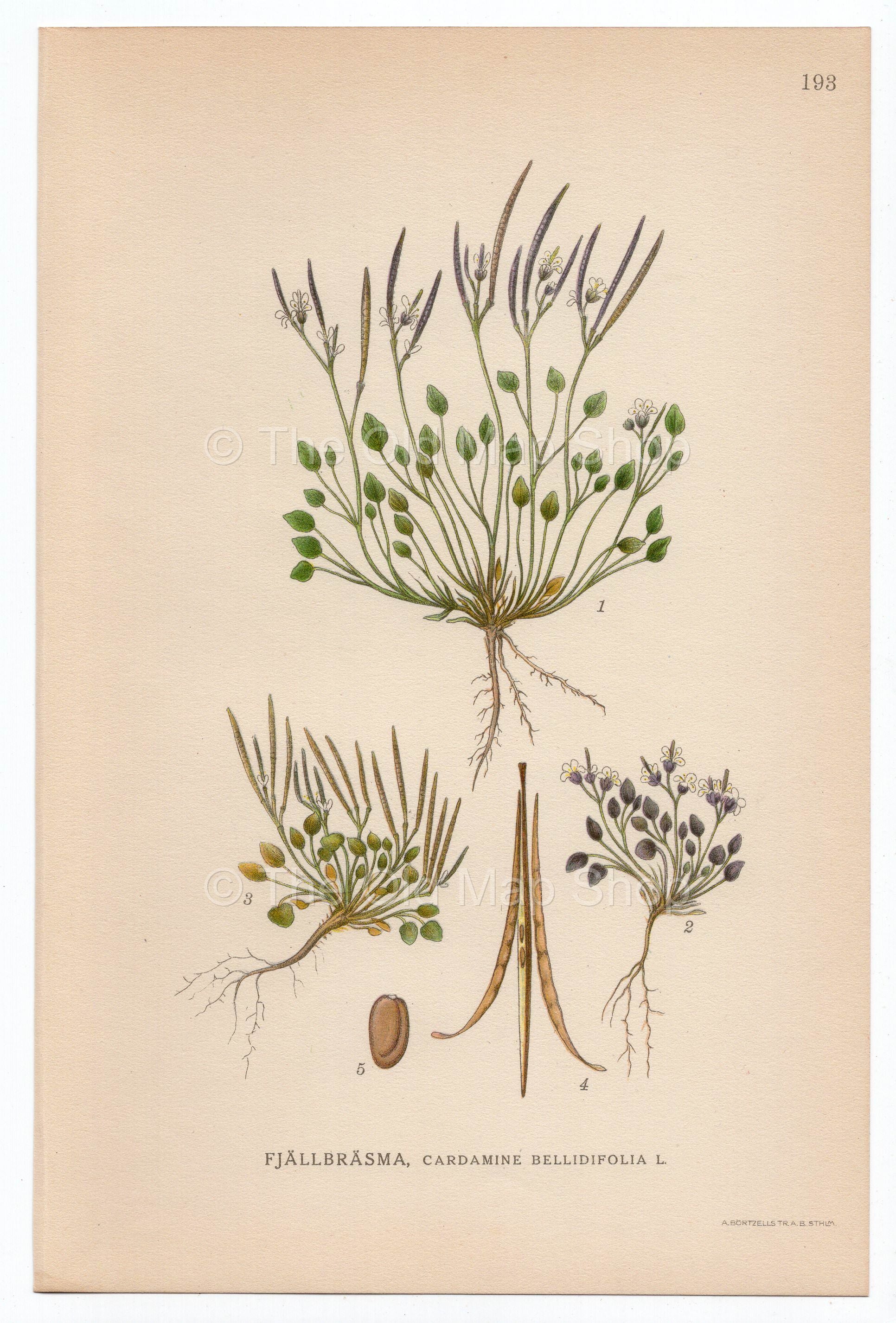 1926 Alpine Bitter-cress (Cardamine bellidifolia) Lindman antique botanical print, plate 193