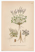 1926 Alpine Bitter-cress (Cardamine bellidifolia) Lindman antique botanical print, plate 193