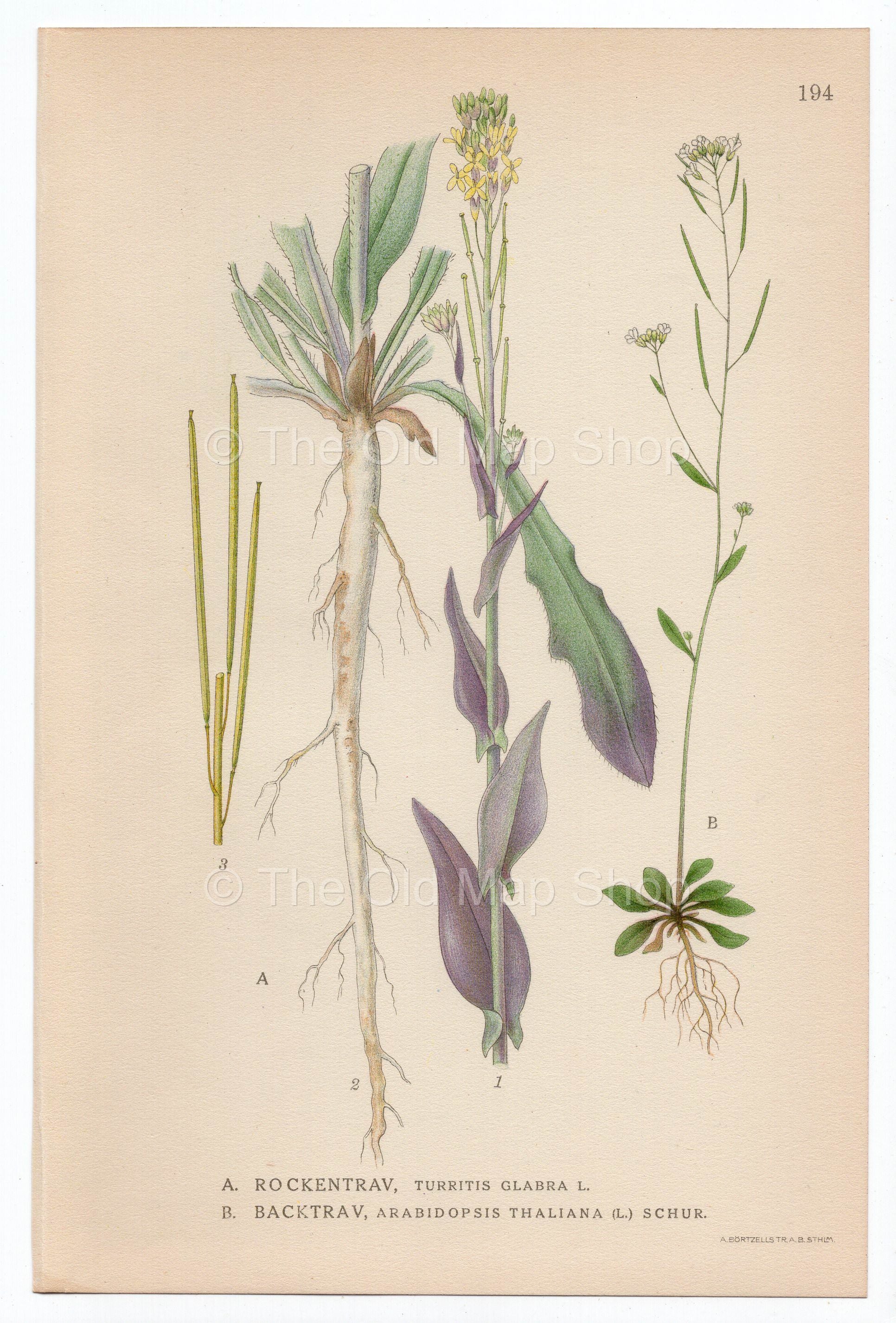 1926 Arabis Glabra, Tower Rockcress (Turritis Glabra, Arabidopsis Thaliana) Lindman antique botanical print, plate 194