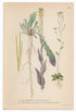 1926 Arabis Glabra, Tower Rockcress (Turritis Glabra, Arabidopsis Thaliana) Lindman antique botanical print, plate 194