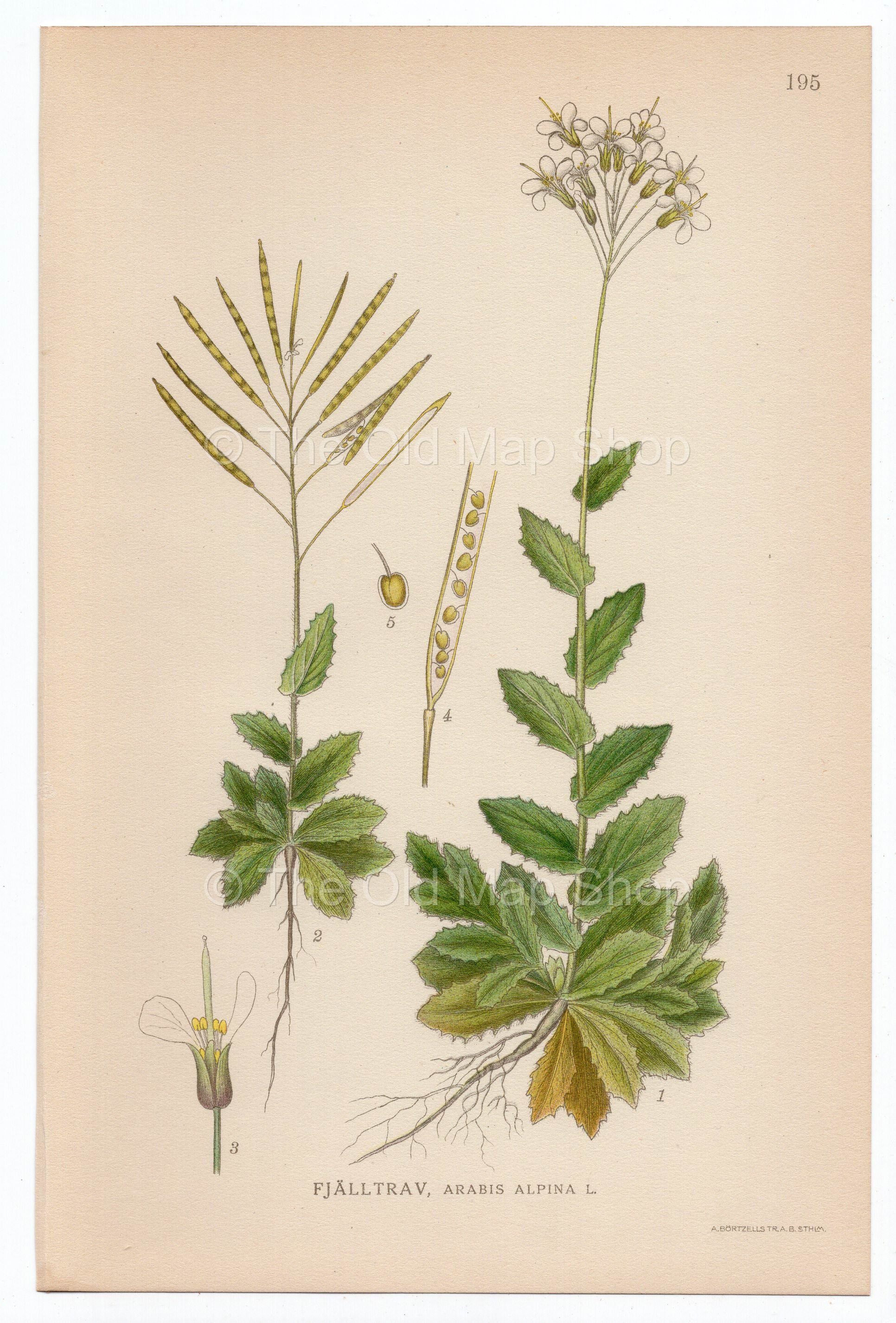 1926 Alpine Rock-cress (Arabis alpina) Lindman antique botanical print, plate 195