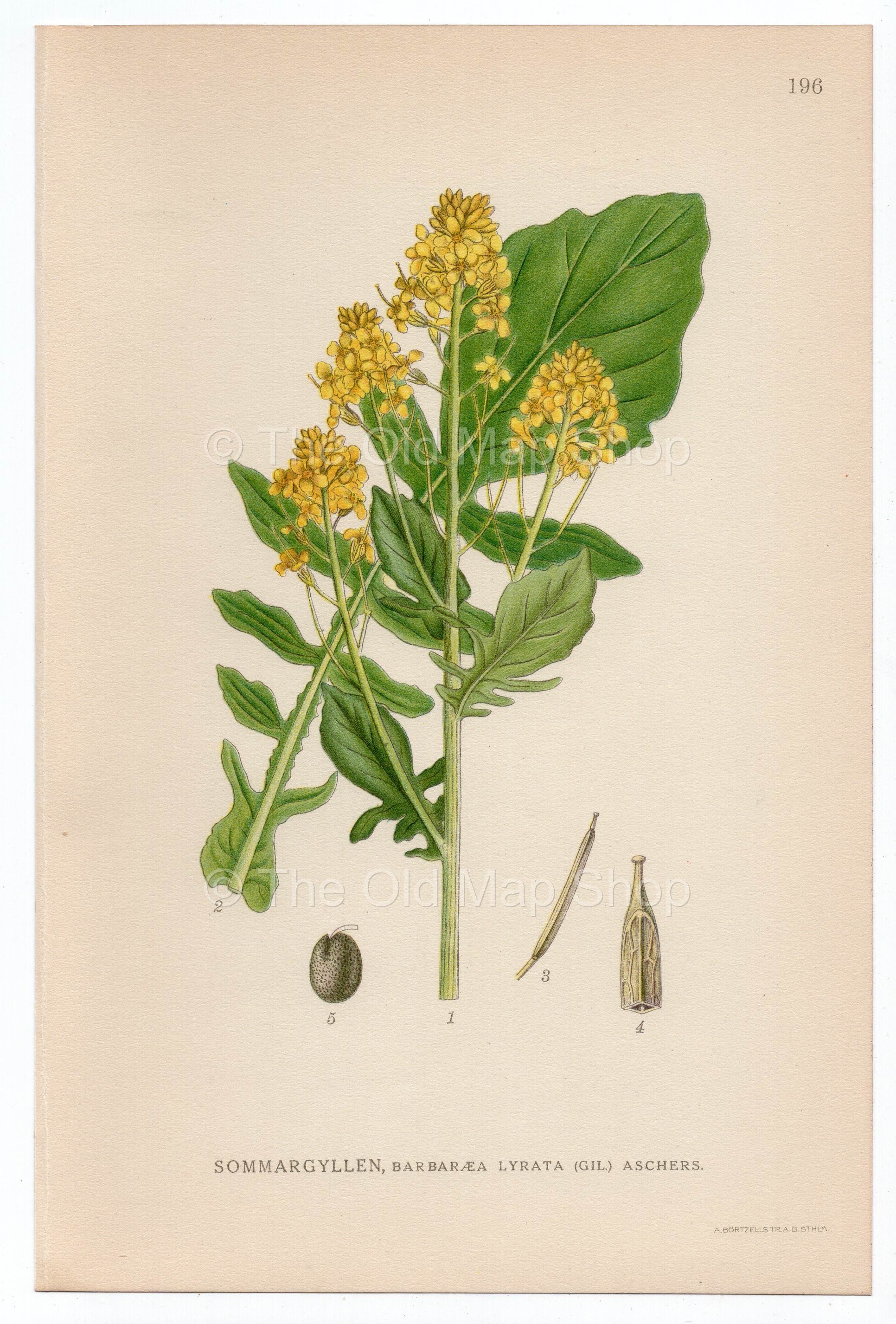 1926 Bittercress, Herb Barbara, Rocketcress (Barbarea lyrata) Lindman antique botanical print, plate 196