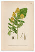 1926 Bittercress, Herb Barbara, Rocketcress (Barbarea lyrata) Lindman antique botanical print, plate 196