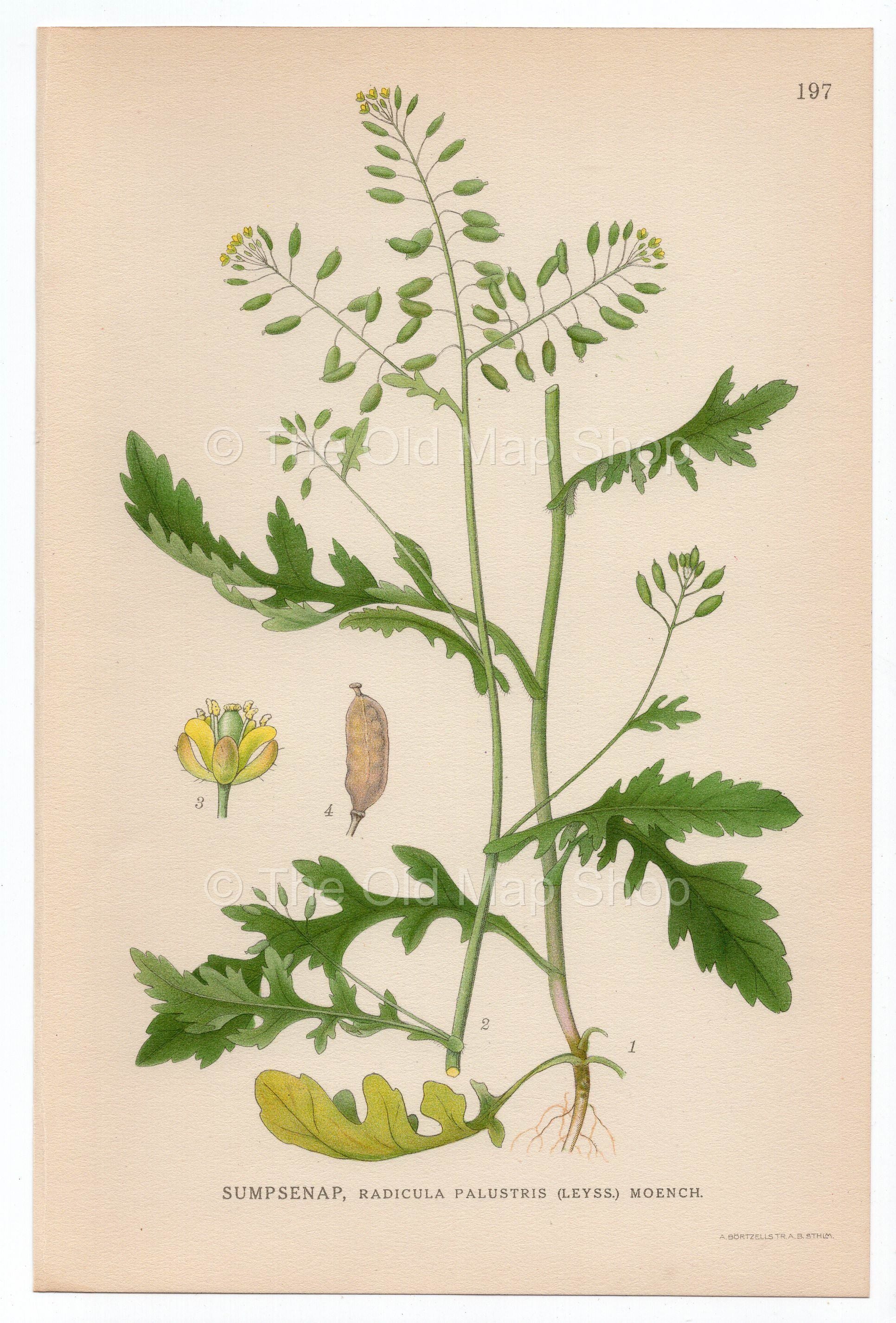 1926 Marsh Yellow Cress (Radicula palustris) Lindman antique botanical print, plate 197