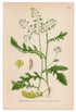 1926 Marsh Yellow Cress (Radicula palustris) Lindman antique botanical print, plate 197