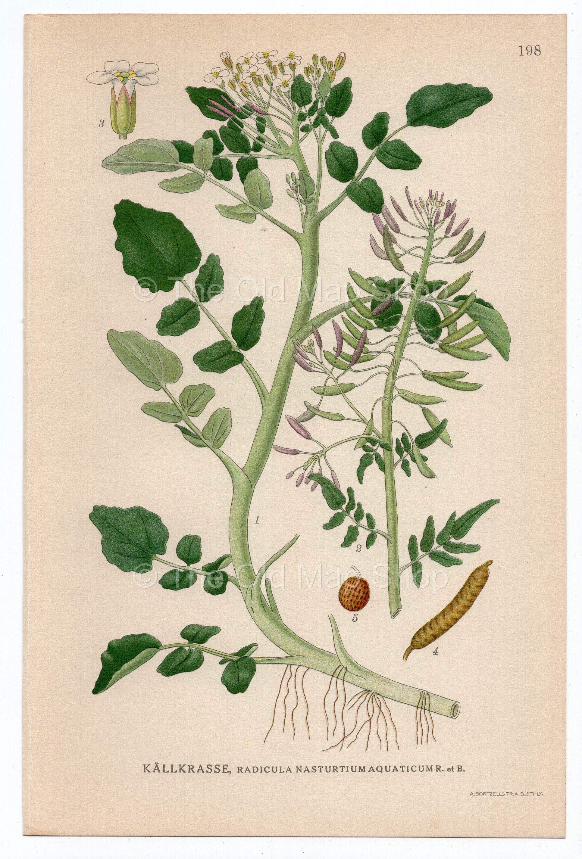 1926 Watercress (Radicula nasturtium aquaticum) Lindman antique botanical print, plate 198