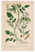 1926 Watercress (Radicula nasturtium aquaticum) Lindman antique botanical print, plate 198