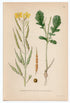 1926 Wild Radish, White Charlock (Raphanus Raphanistrum) Lindman antique botanical print, plate 199
