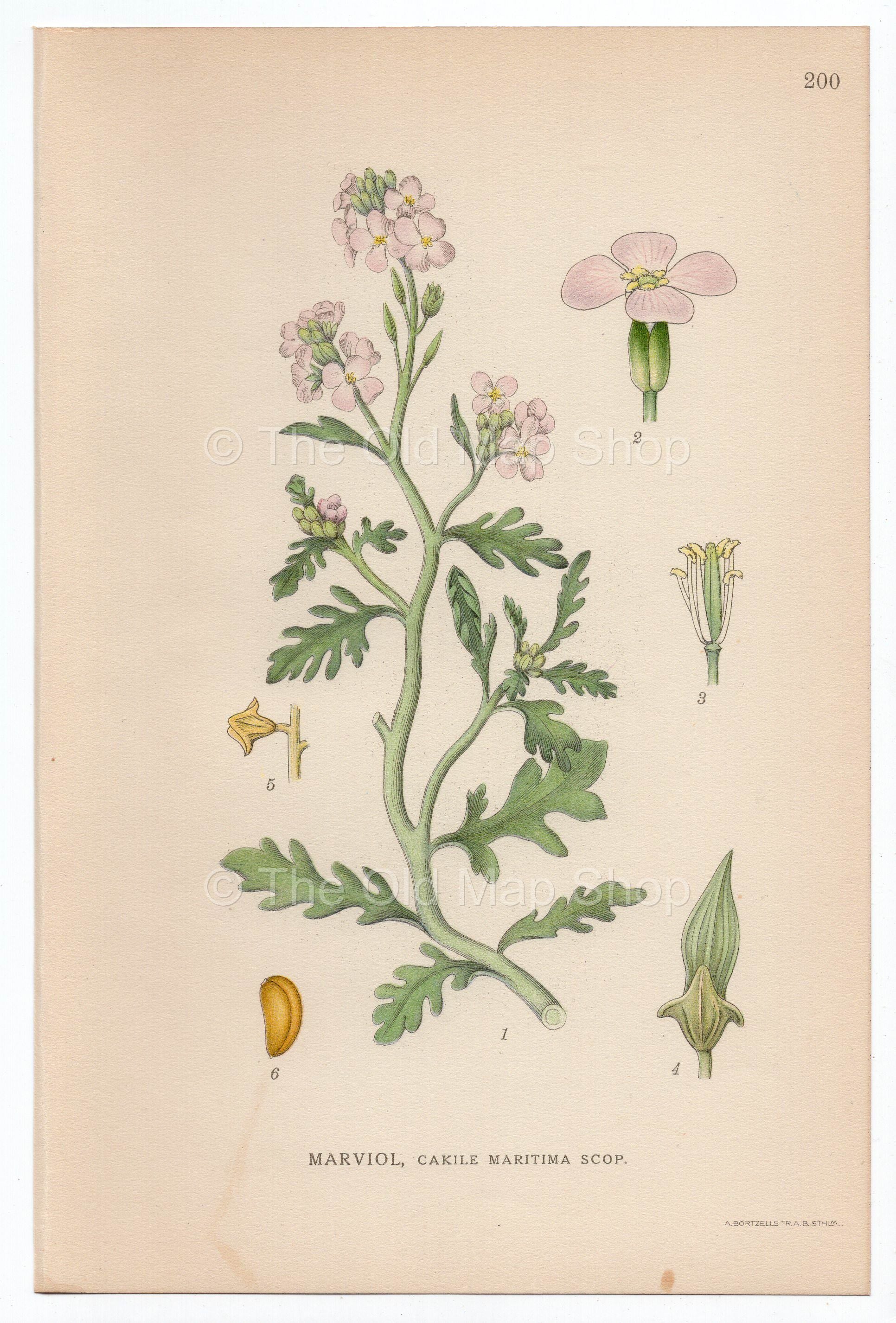 1926 European Searocket (Cakile maritima) Lindman antique botanical print, plate 200