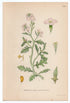 1926 European Searocket (Cakile maritima) Lindman antique botanical print, plate 200
