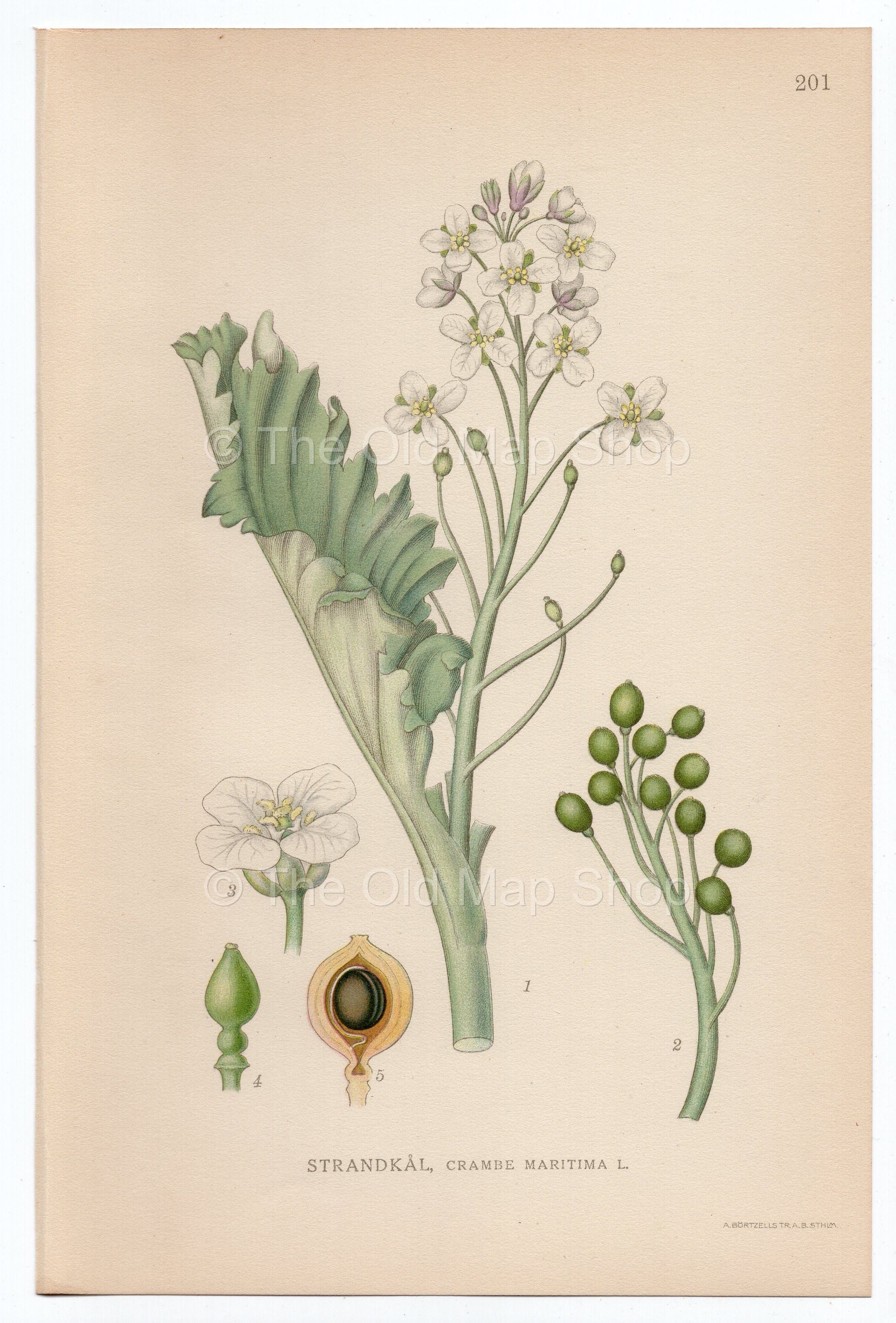 1926 Sea Kale, Seakale, Crambe (Crambe maritima) Lindman antique botanical print, plate 201