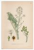 1926 Sea Kale, Seakale, Crambe (Crambe maritima) Lindman antique botanical print, plate 201