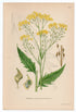 1926 Turkish Wartycabbage, Warty-cabbage (Bunias orientalis) Lindman antique botanical print, plate 202