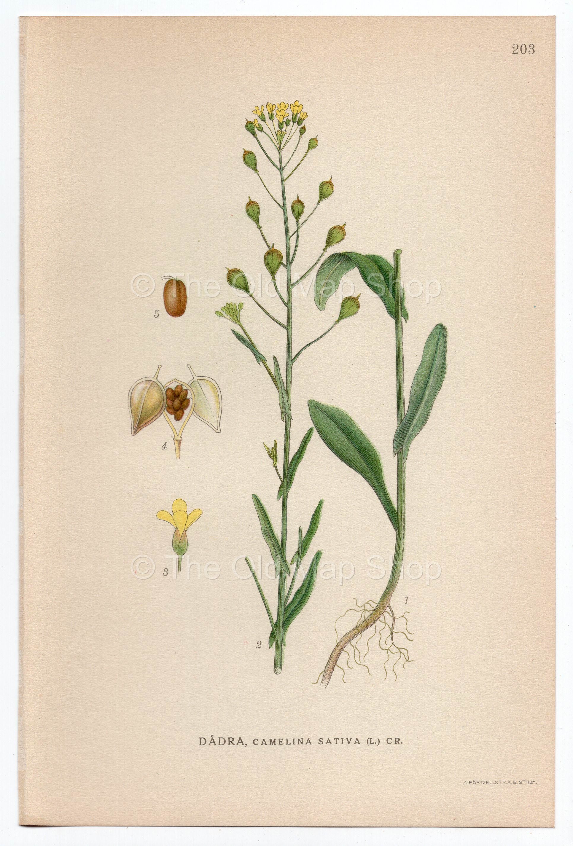 1926 Camelina, Gold-of-pleasure, False Flax (Camelina Sativa) Lindman antique botanical print, plate 203