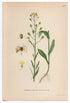1926 Camelina, Gold-of-pleasure, False Flax (Camelina Sativa) Lindman antique botanical print, plate 203