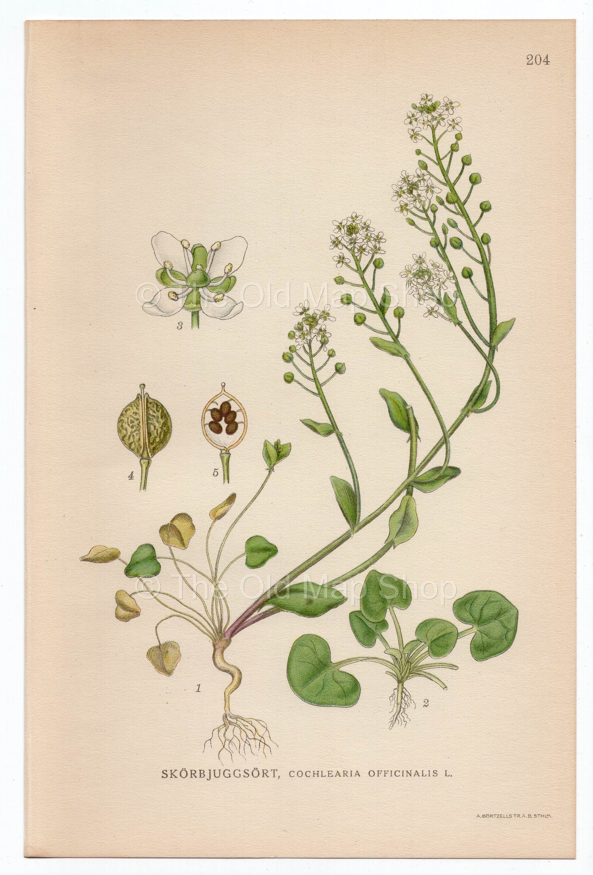 1926 Common Scurvygrass, Scurvy-grass, Spoonwort (Cochlearia officinalis) Lindman antique botanical print, plate 204