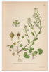 1926 Common Scurvygrass, Scurvy-grass, Spoonwort (Cochlearia officinalis) Lindman antique botanical print, plate 204