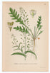 1926 Shepherd's Purse (Capsella bursa pastoris) Lindman antique botanical print, plate 205