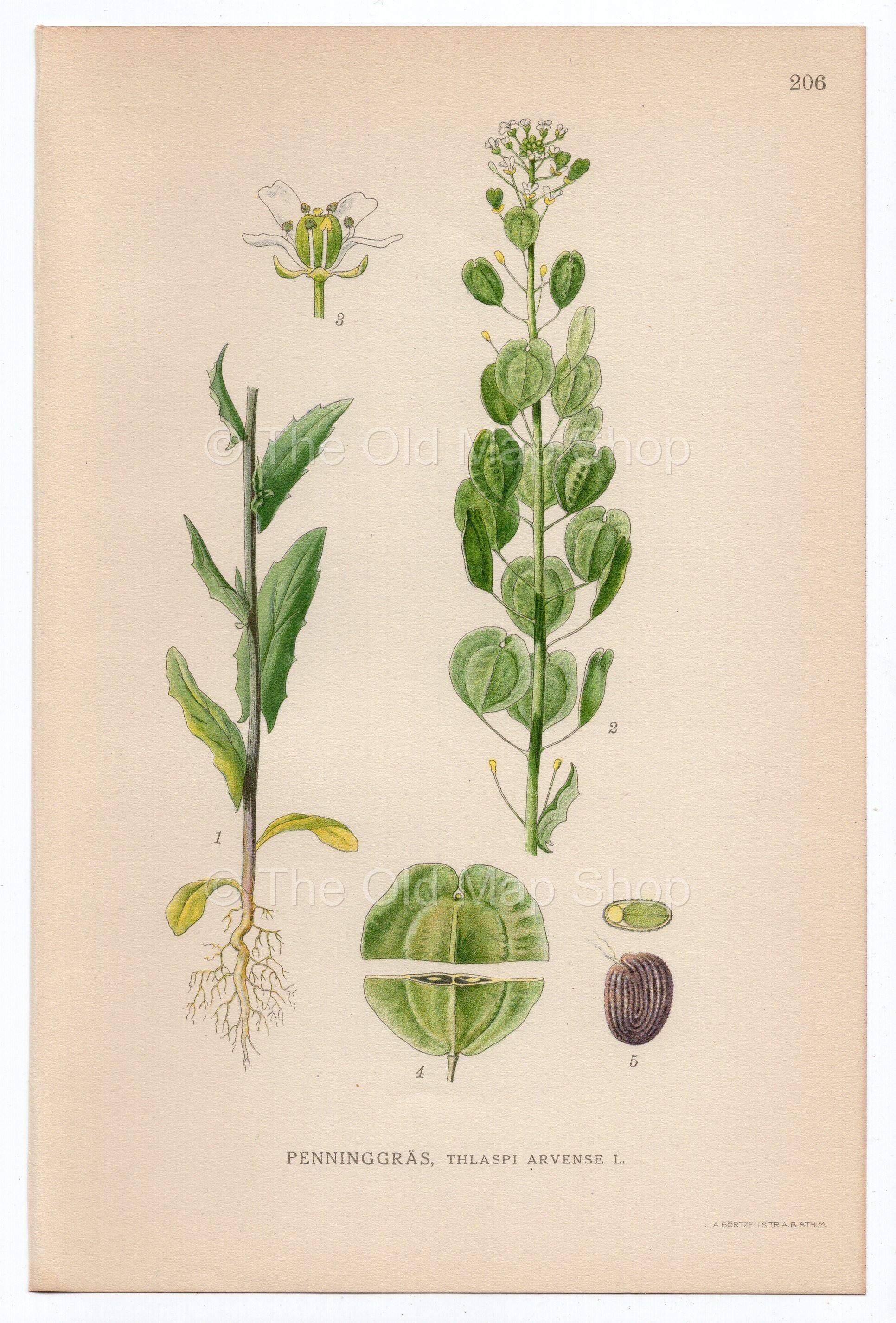 1926 Field Pennycress (Thlaspi arvense) Lindman antique botanical print, plate 206