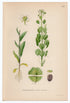 1926 Field Pennycress (Thlaspi arvense) Lindman antique botanical print, plate 206