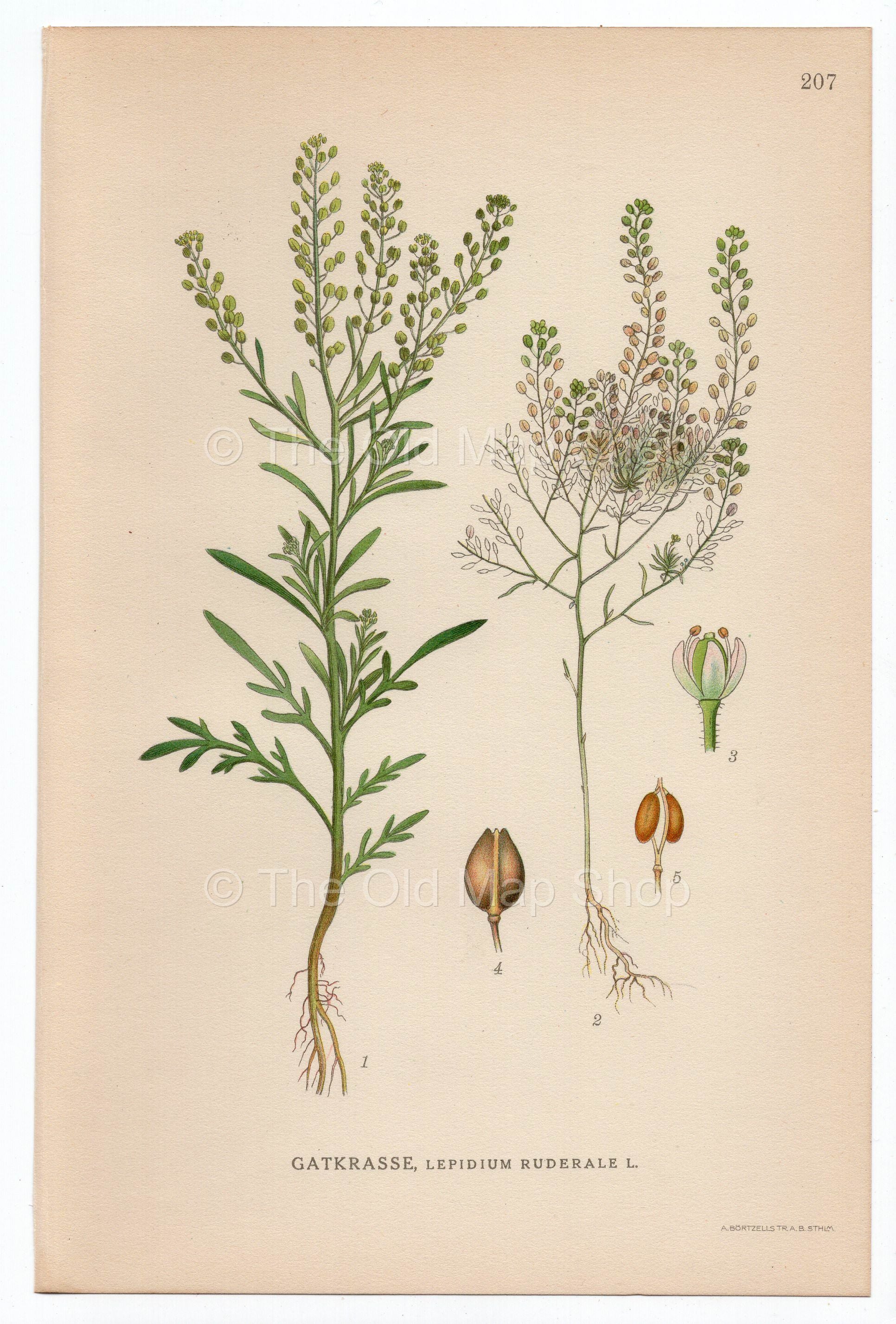 1926 Narrow-leaf Pepperwort, Roadside Pepperweed (Lepidium Ruderale) Lindman antique botanical print, plate 207