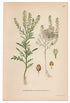 1926 Narrow-leaf Pepperwort, Roadside Pepperweed (Lepidium Ruderale) Lindman antique botanical print, plate 207