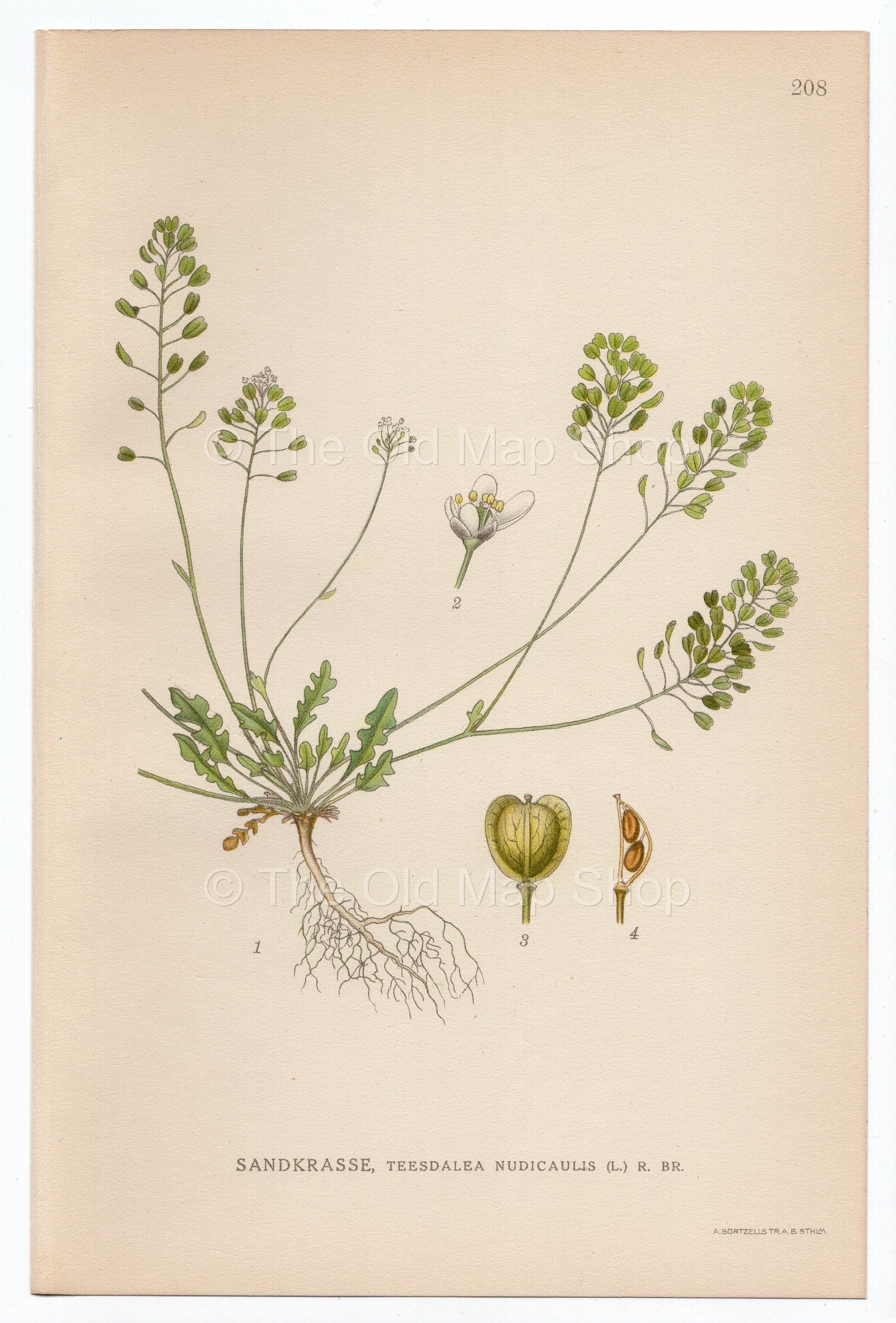 1926 Shepherd's Cress, Flipkrave (Teesdalia nudicaulis) Lindman antique botanical print, plate 208